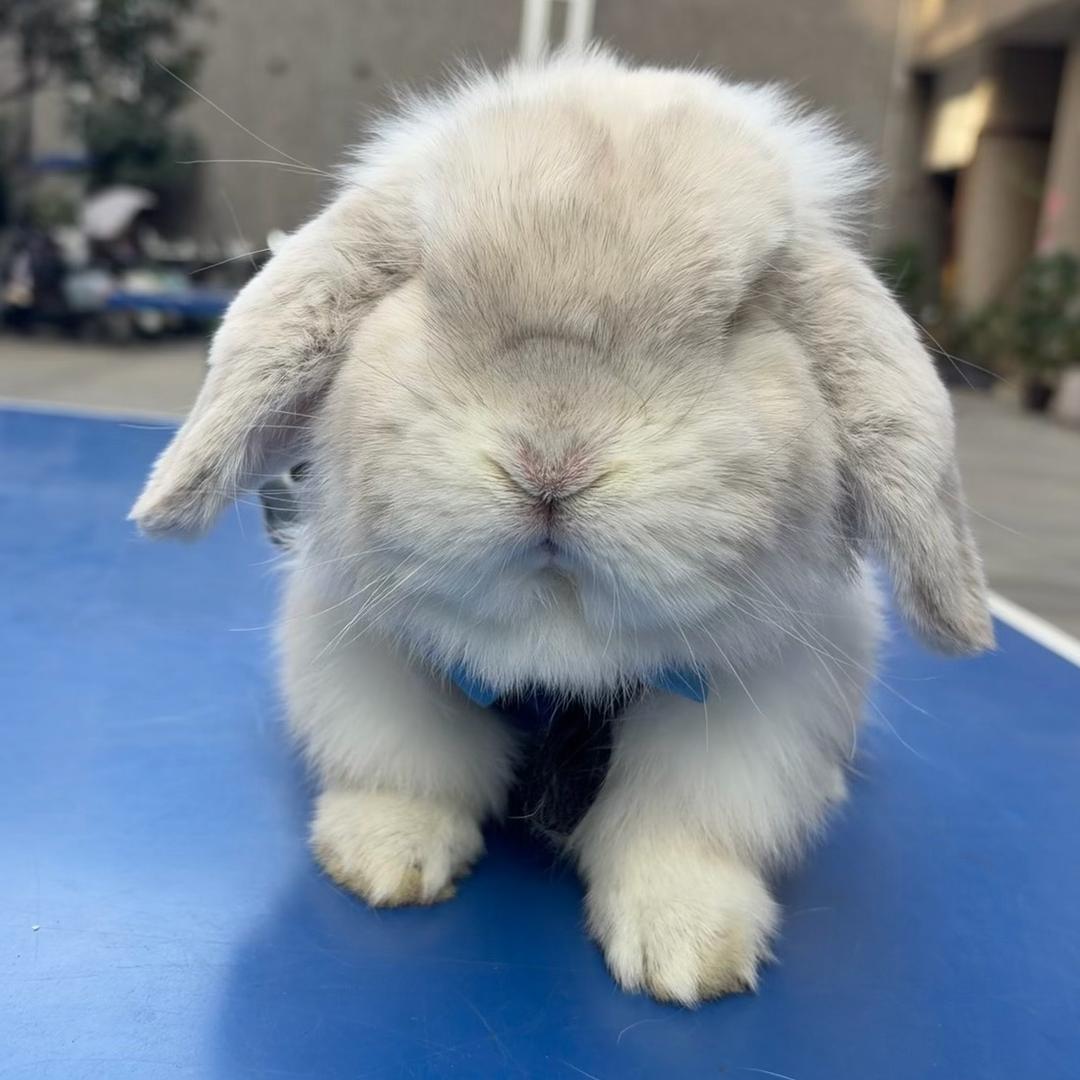 因因是只垂耳兔
