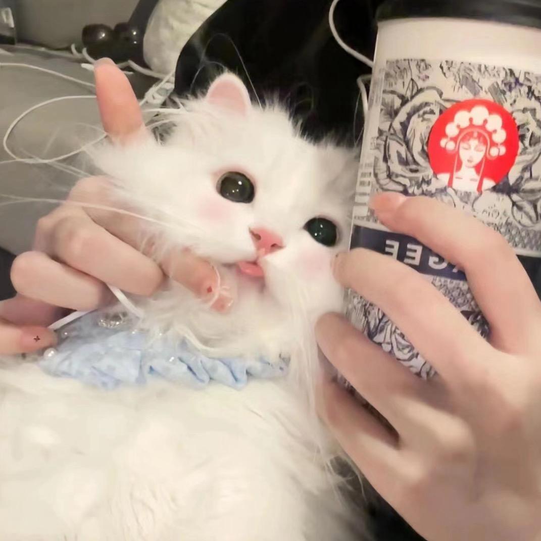 小歪.