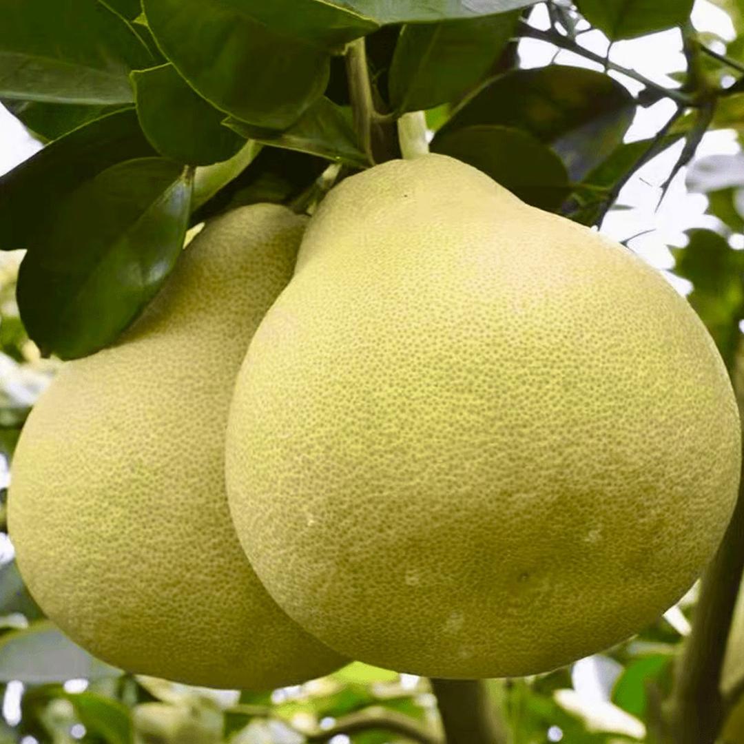 甜蜜蜜度尾文旦柚