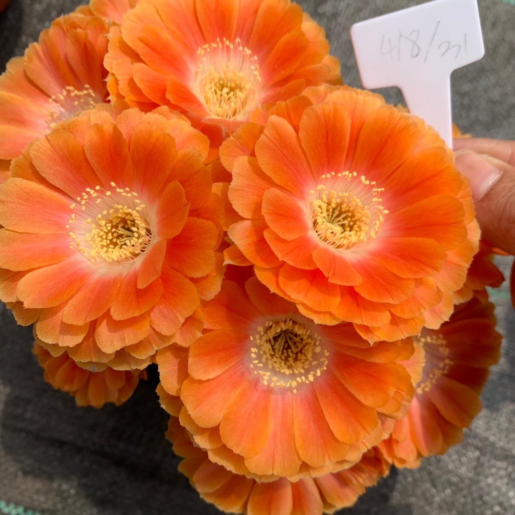 1001花房