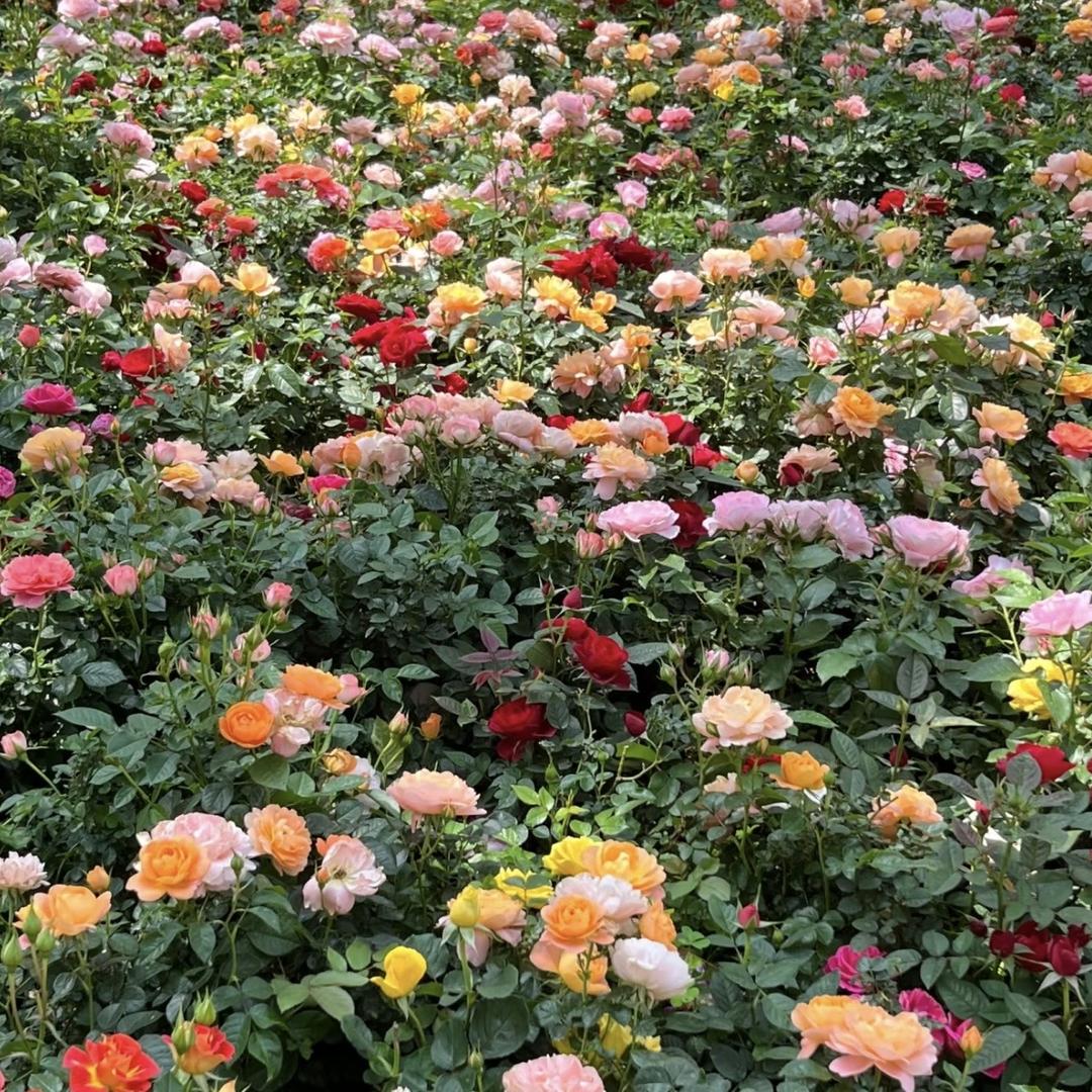 萍姐的花花小店