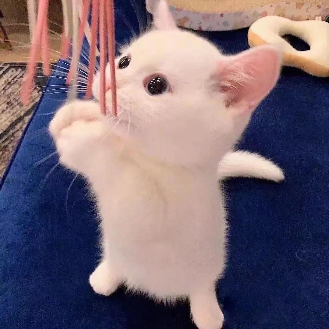 李李呀（涨粉版）