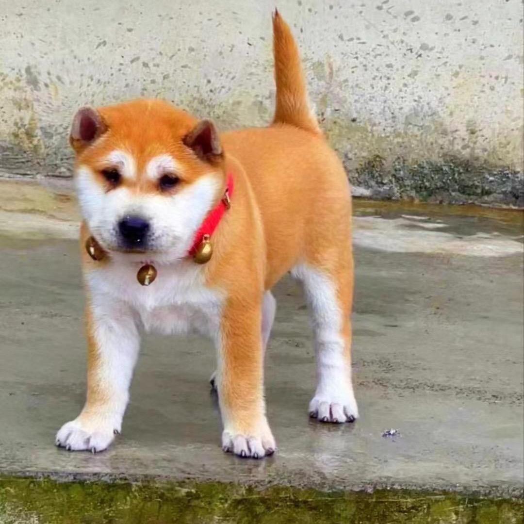 带你养好狗