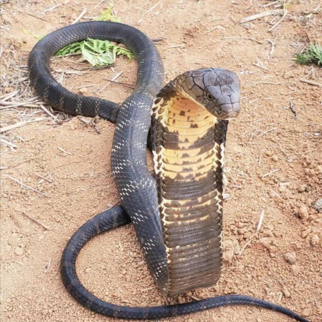 户外峰哥（🐍户外第一视角)