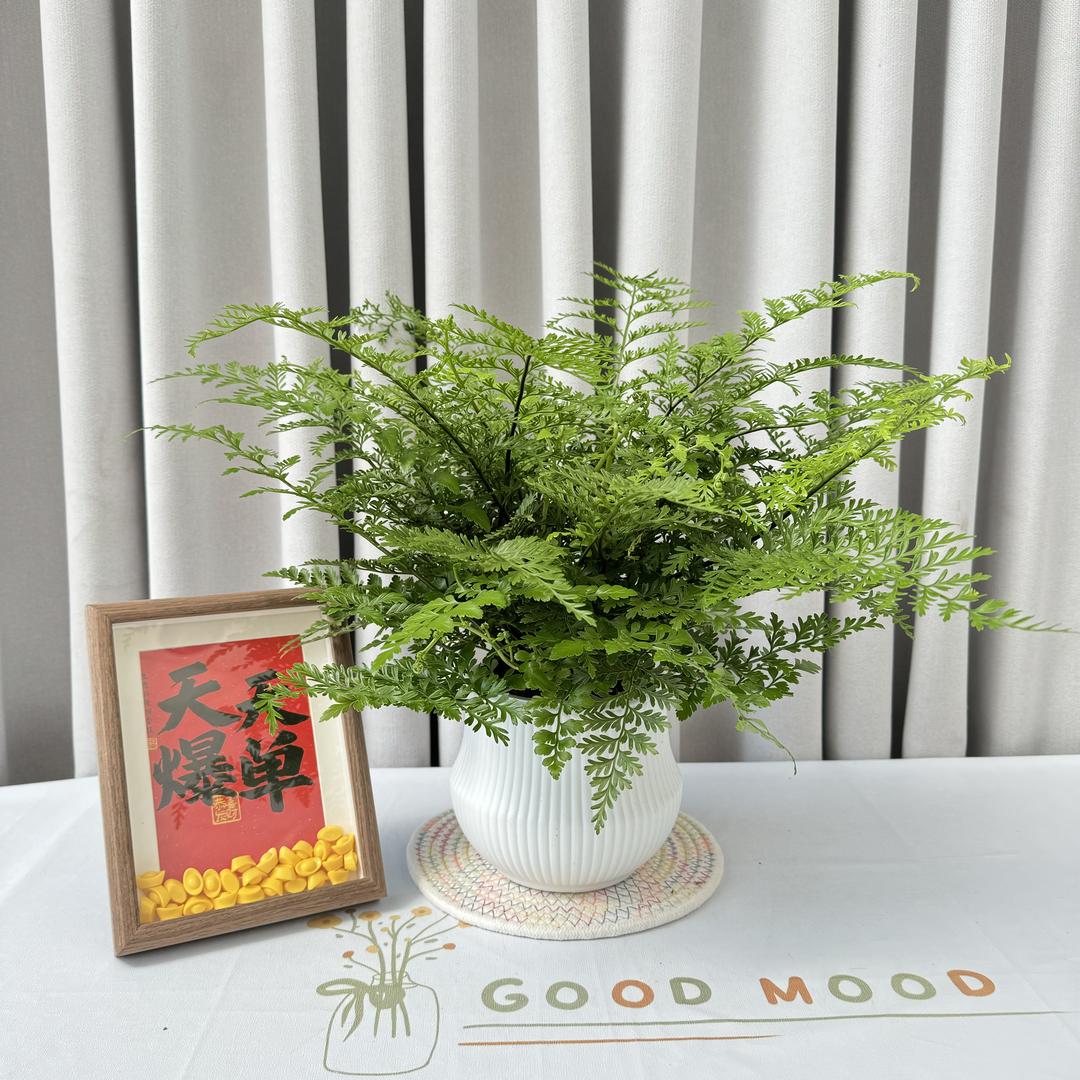 闽艺花匠漳平市闽艺花匠有限公司鲜花专卖店