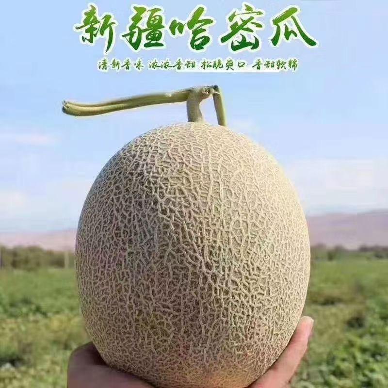 专做哈密瓜的小李