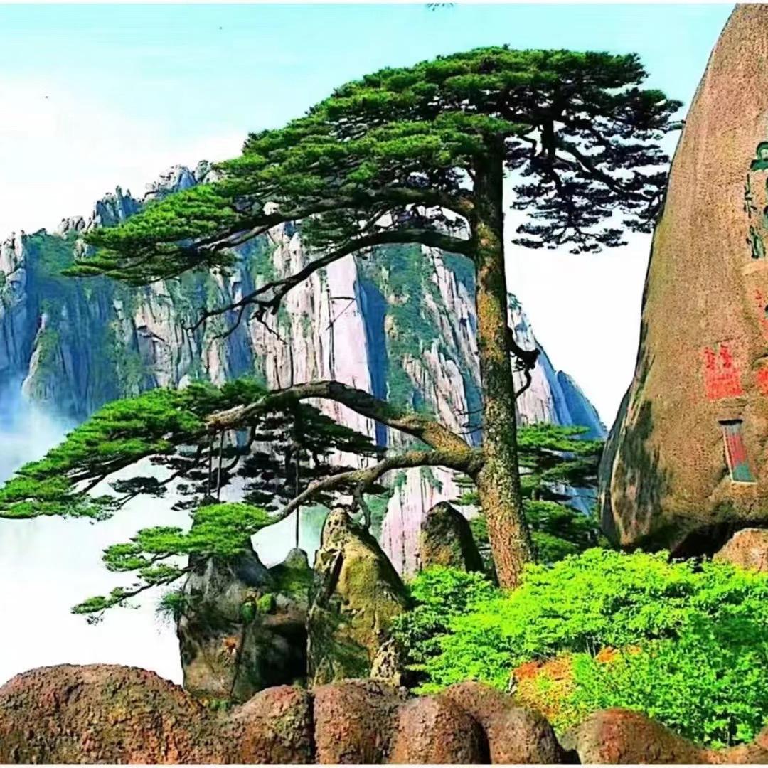 平邑县孔家花卉苗木中心