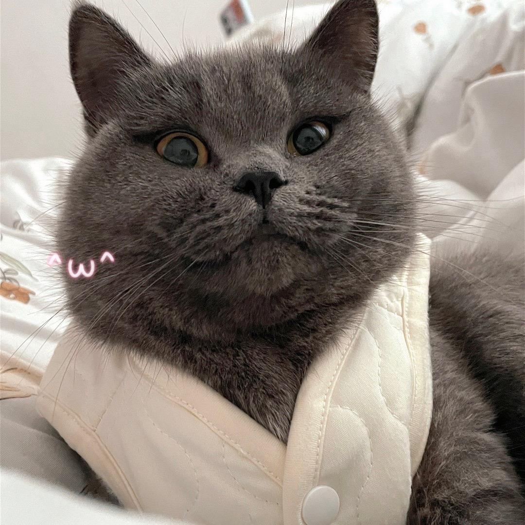 🐈‍⬛