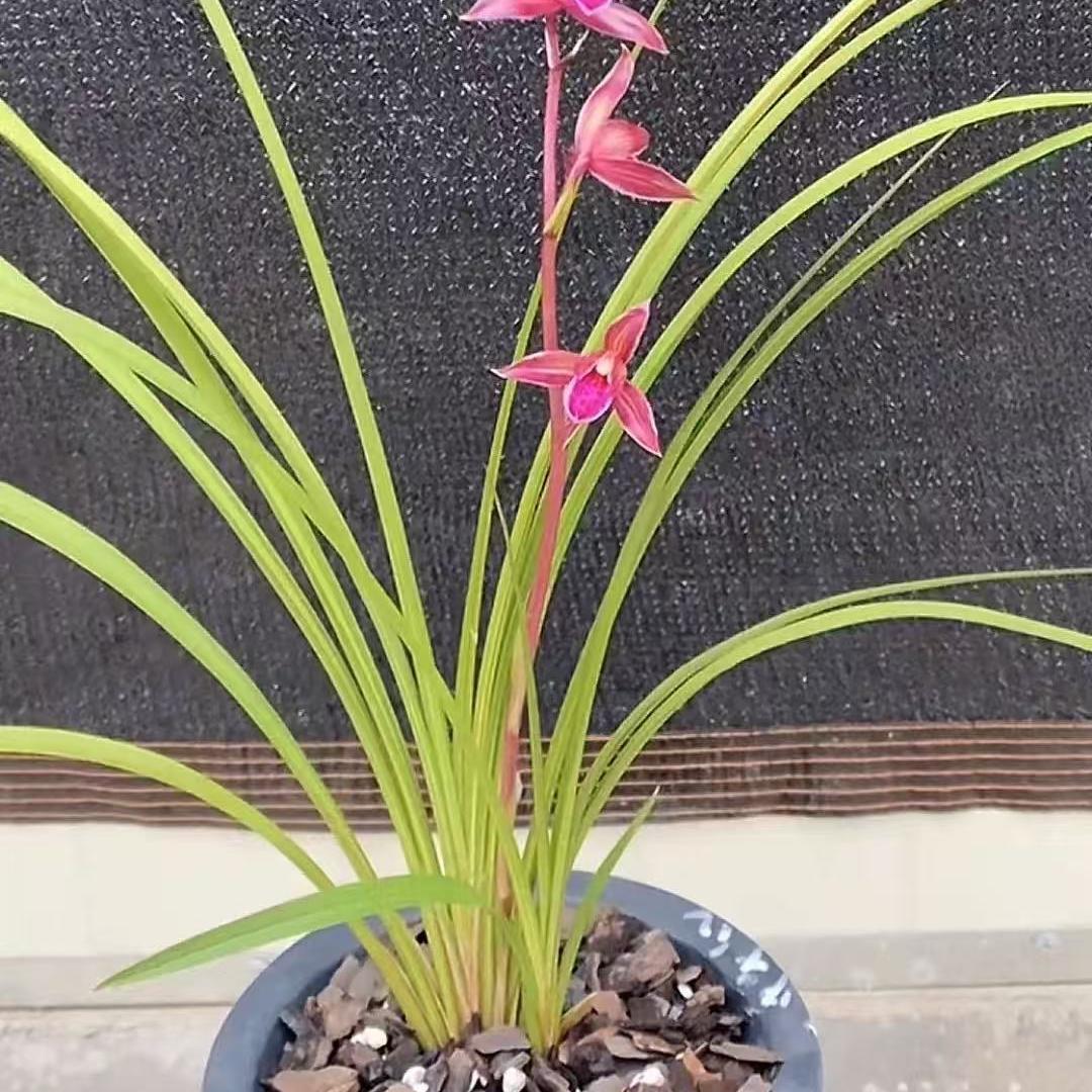 满香庭花卉