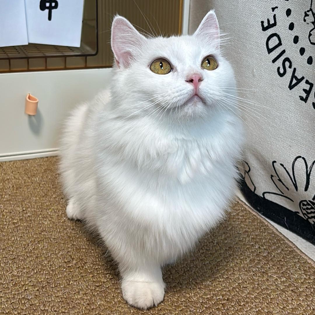 白白是糯米团子