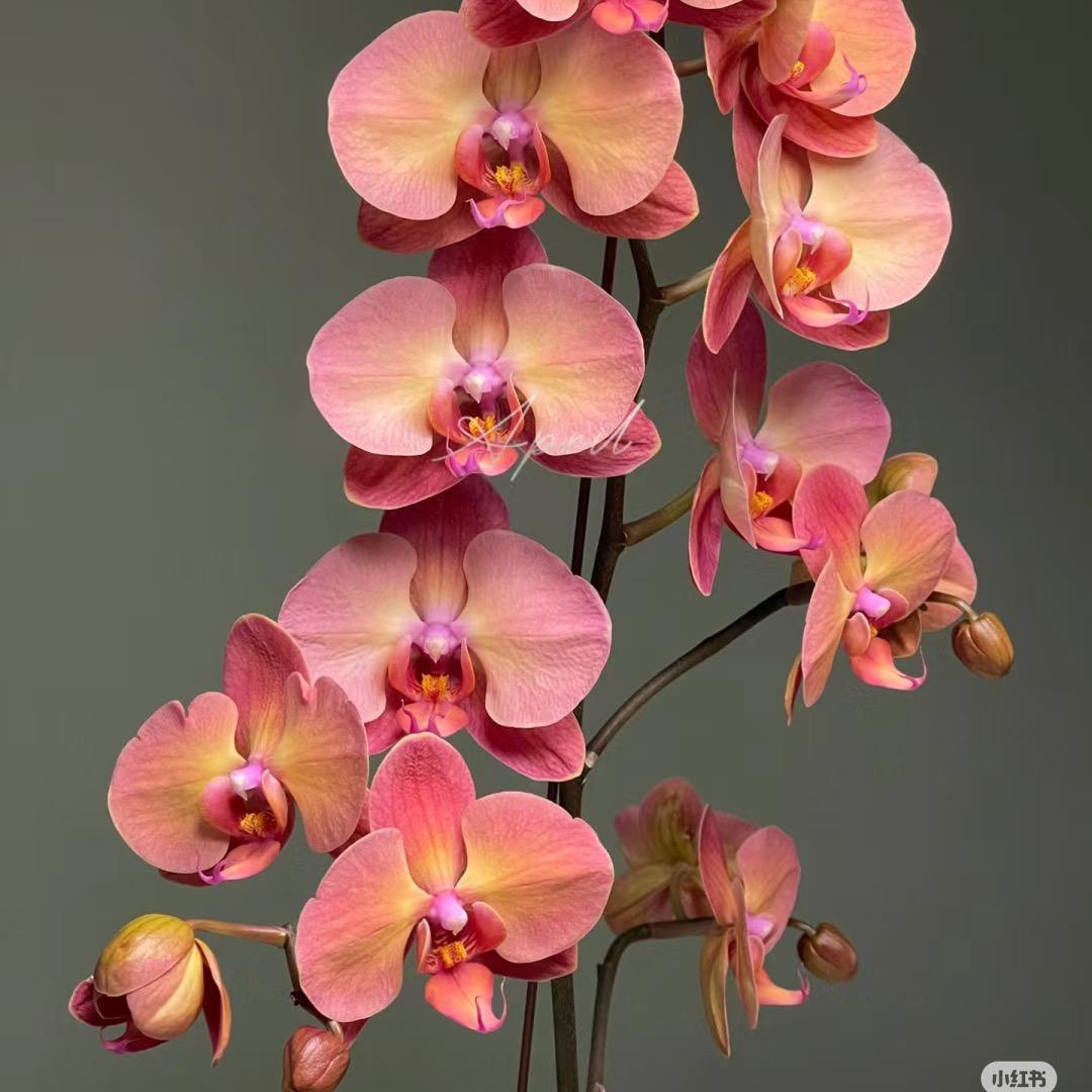 花予四季