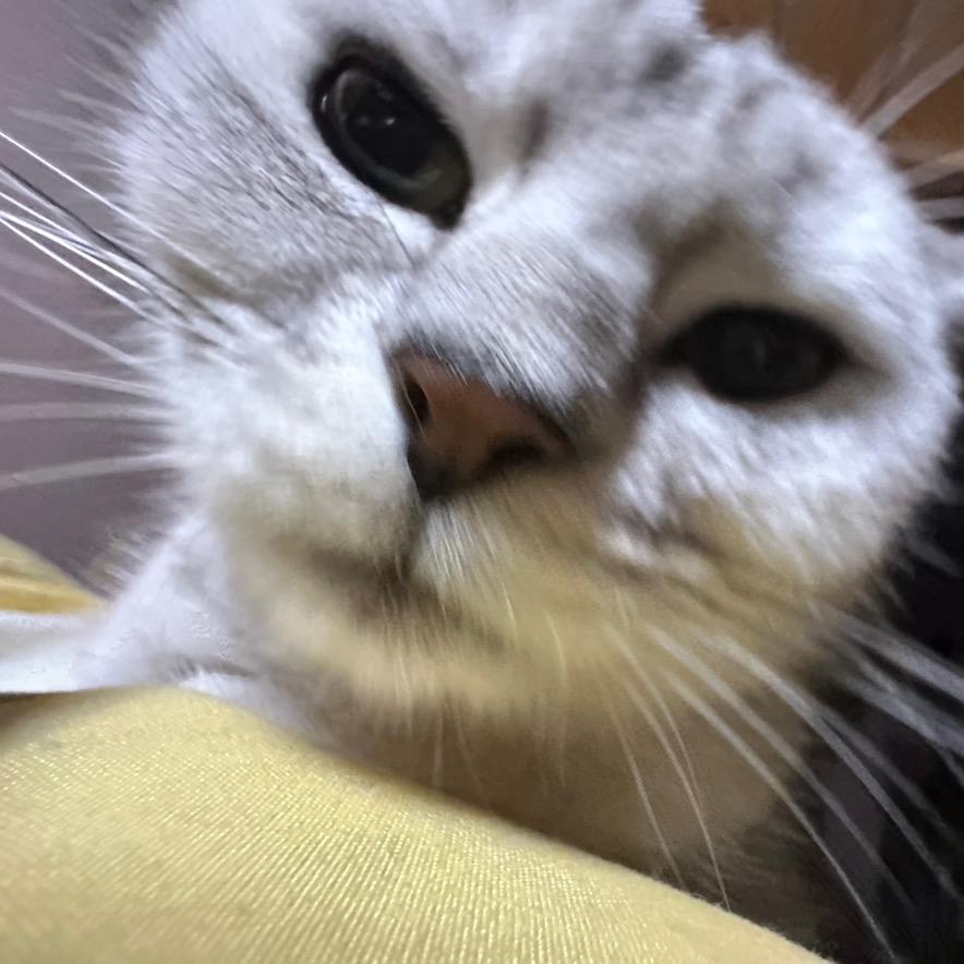 AAA蛋糕批发王总