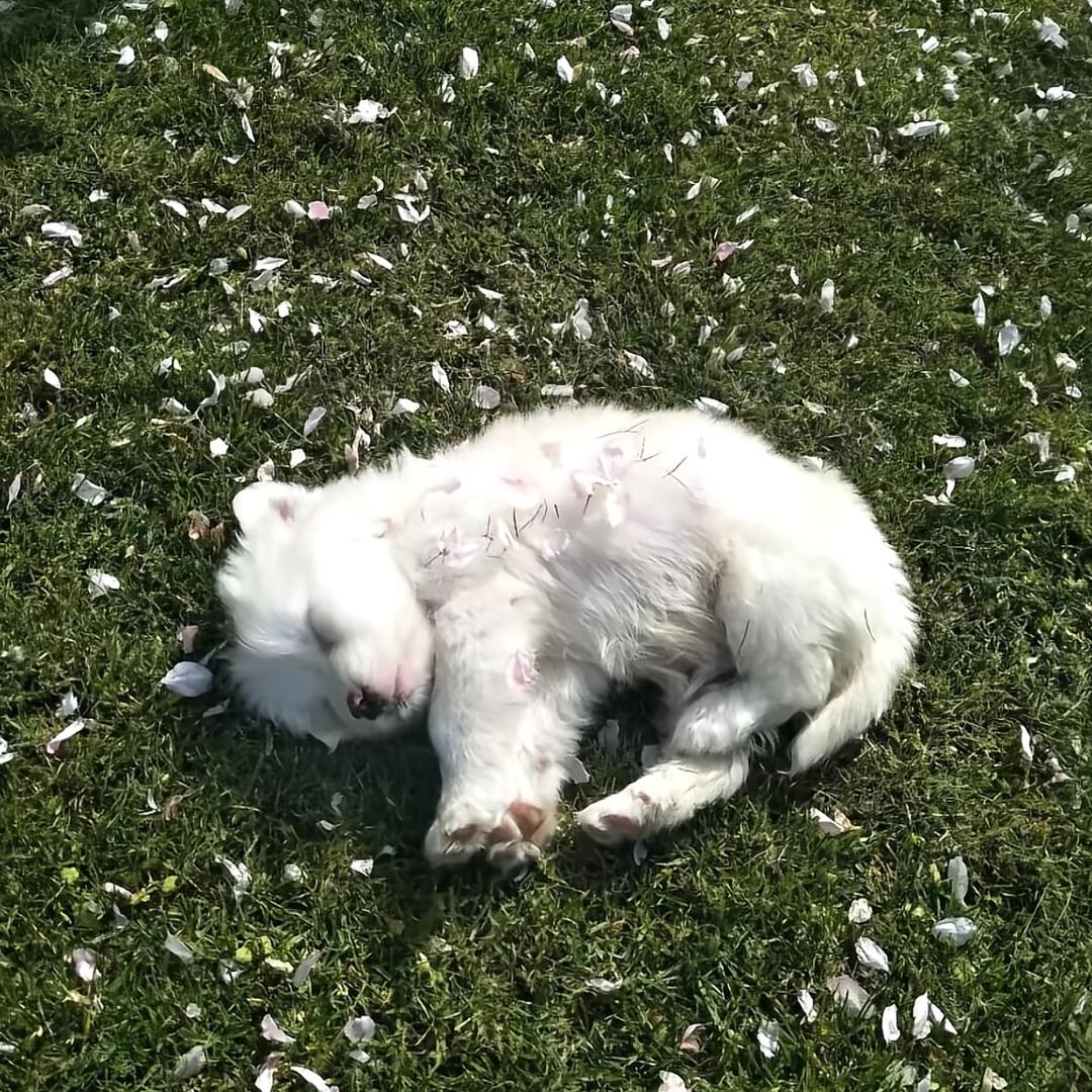 夏序头像