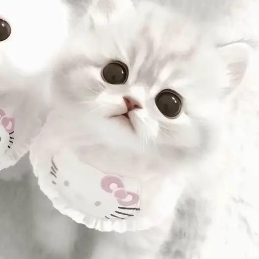 蓝猫憨憨