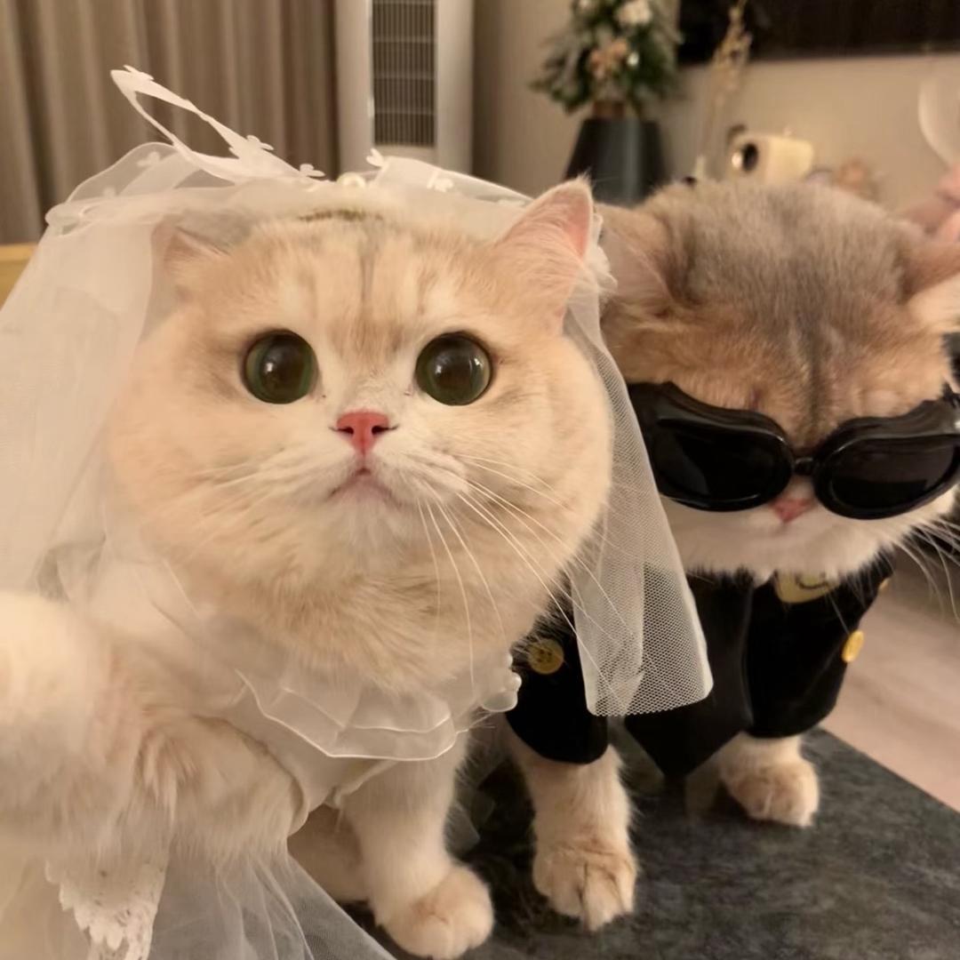 小猫征服人类