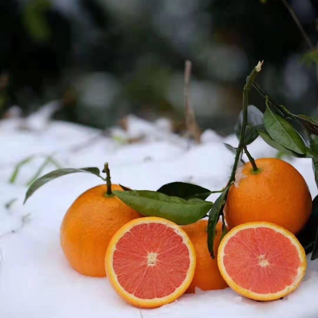 🍊🍊倾橙之恋🍊🍊四季鲜橙果园直发