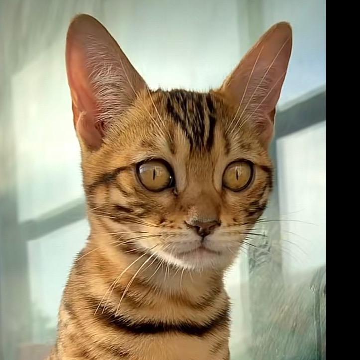 小豹是只猫