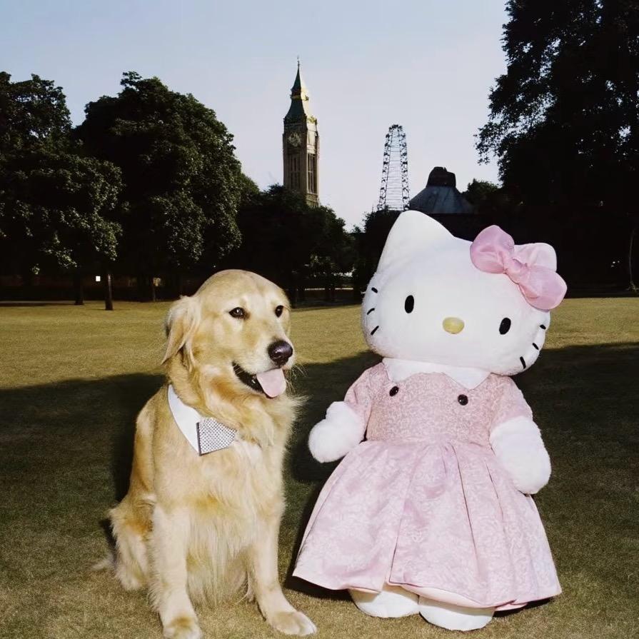 你是不是油猫饼