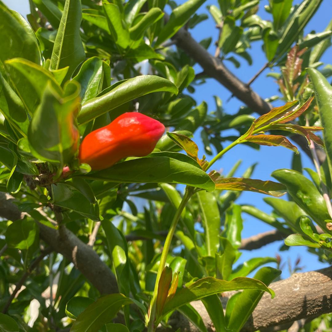 樱桃🍒小丸子🍡