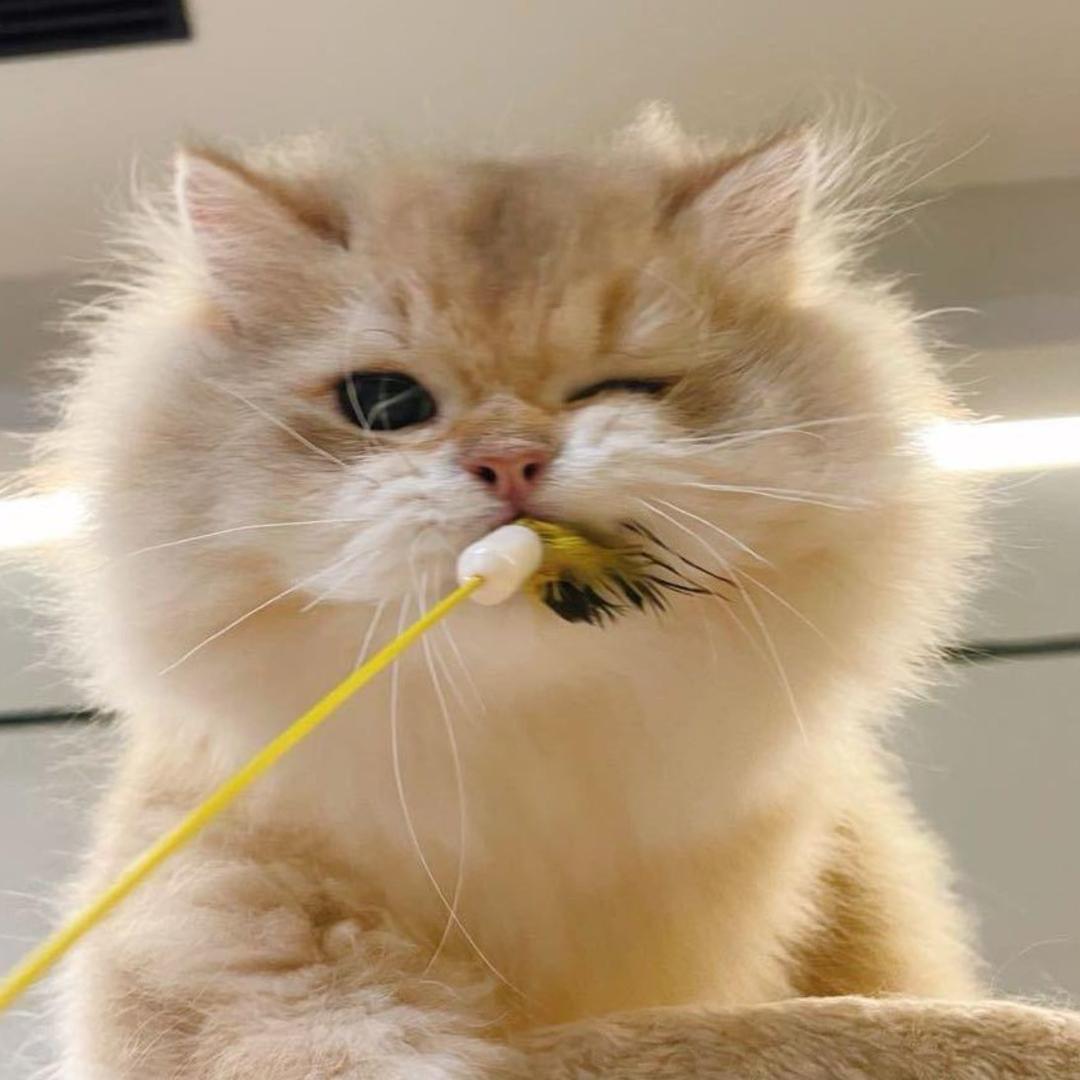 我是小猫