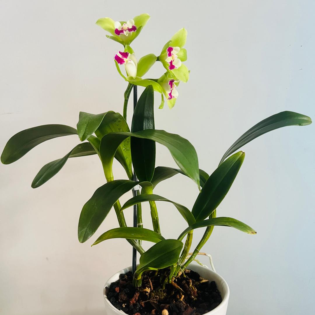 天天爱种植(橱窗有好物)