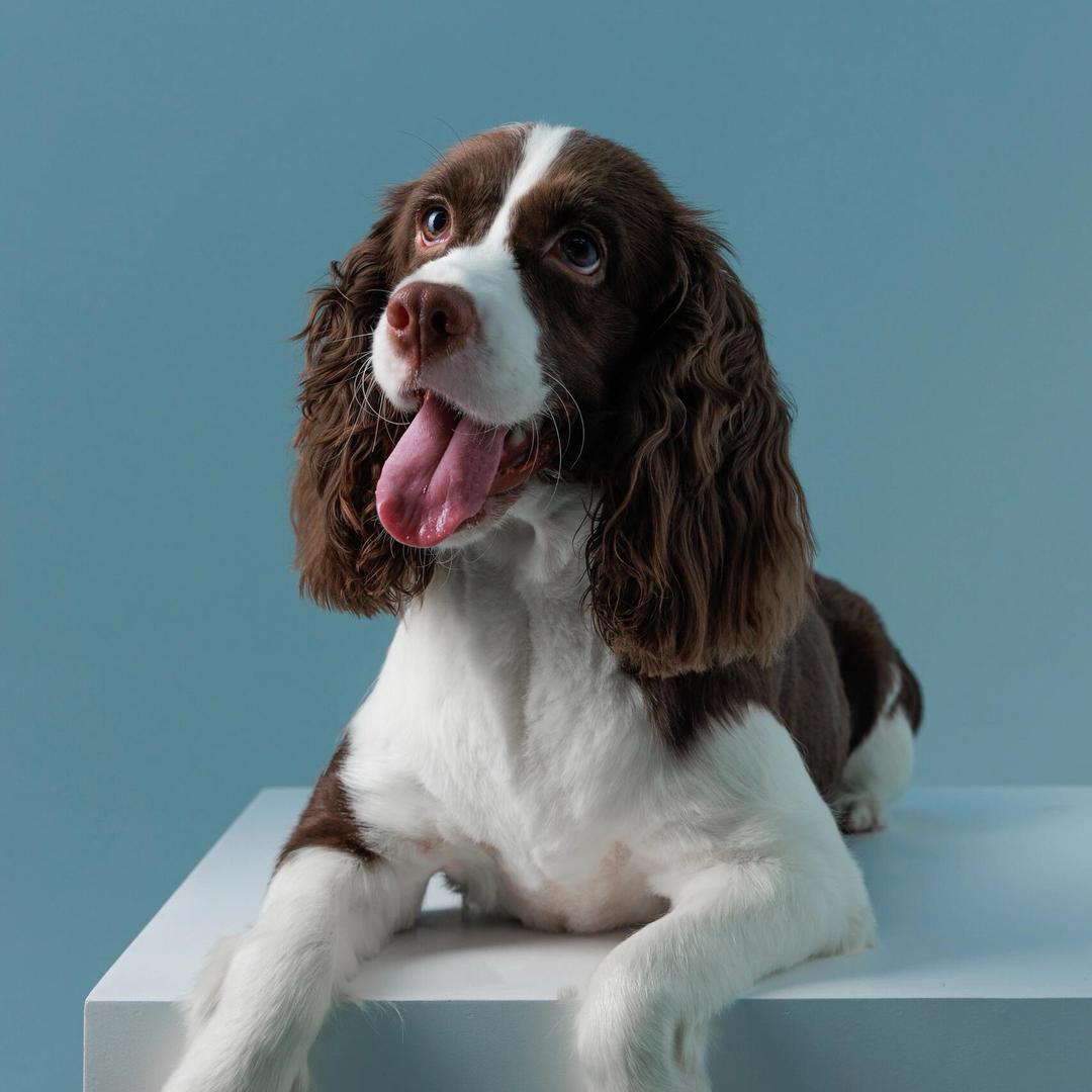 原来是只史宾格