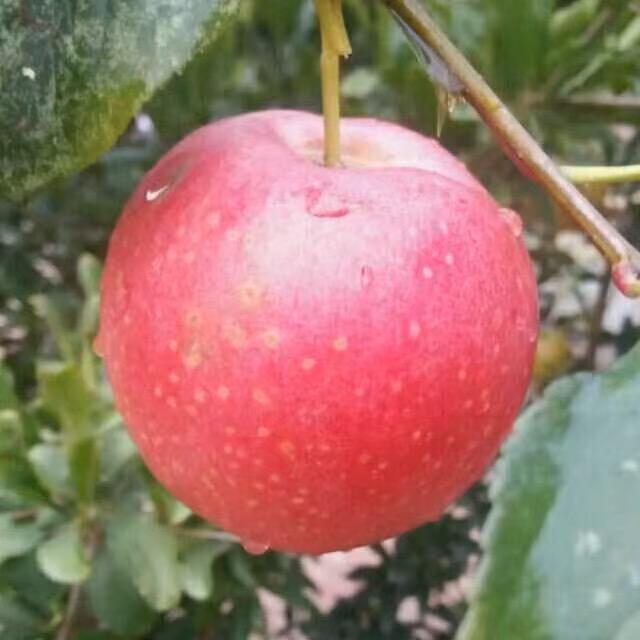 真诚《峰》哥🍎