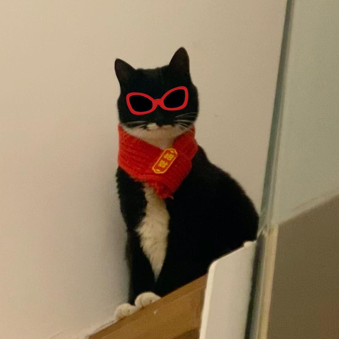 小猫招财🐾