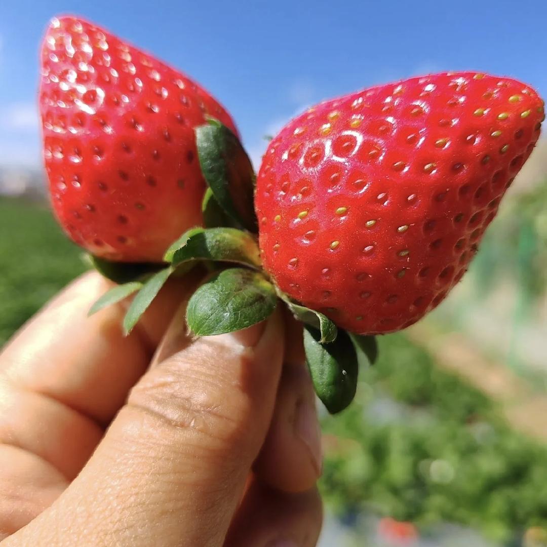 蜀乡农派生鲜企业店