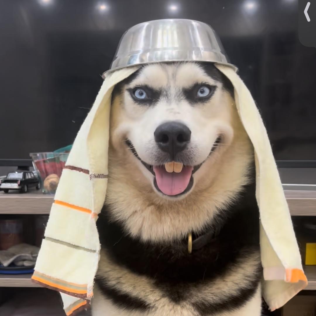 六扇猫
