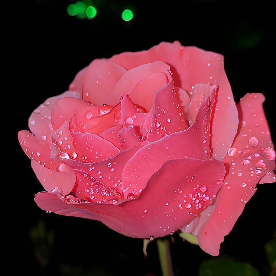 米奇giao giao 屋.