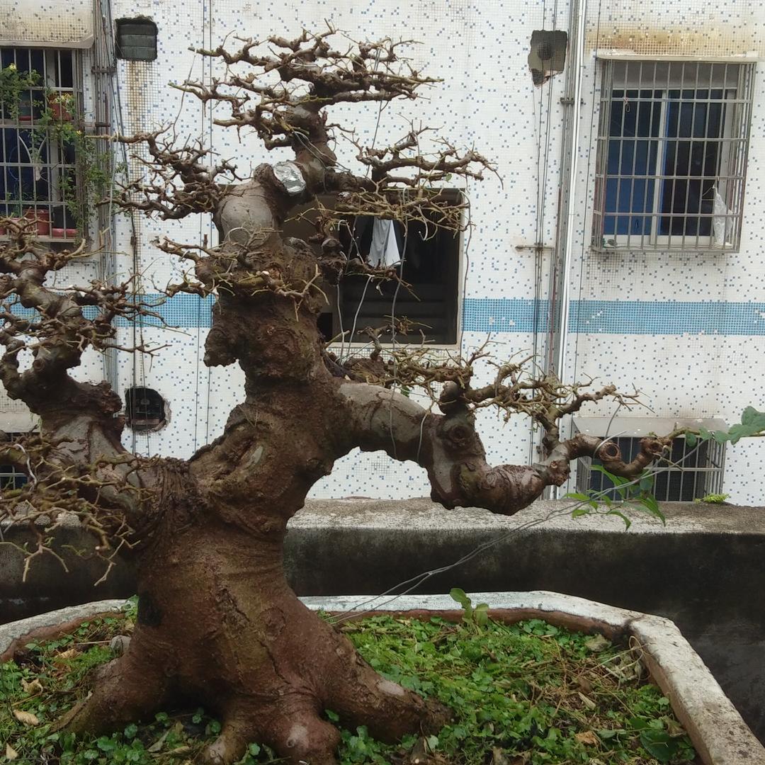 成景盆艺