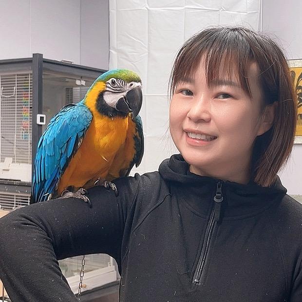 淘子鹦鹉