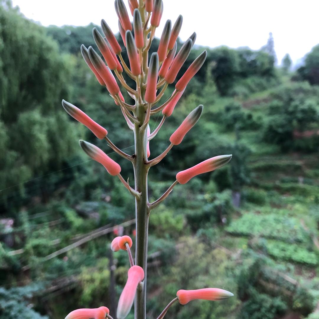 迷秀