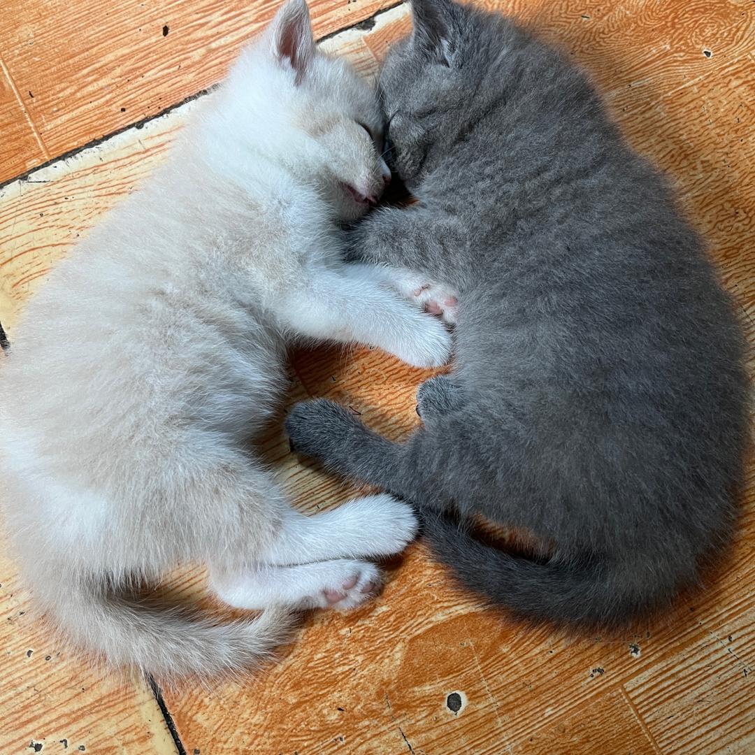 1毛