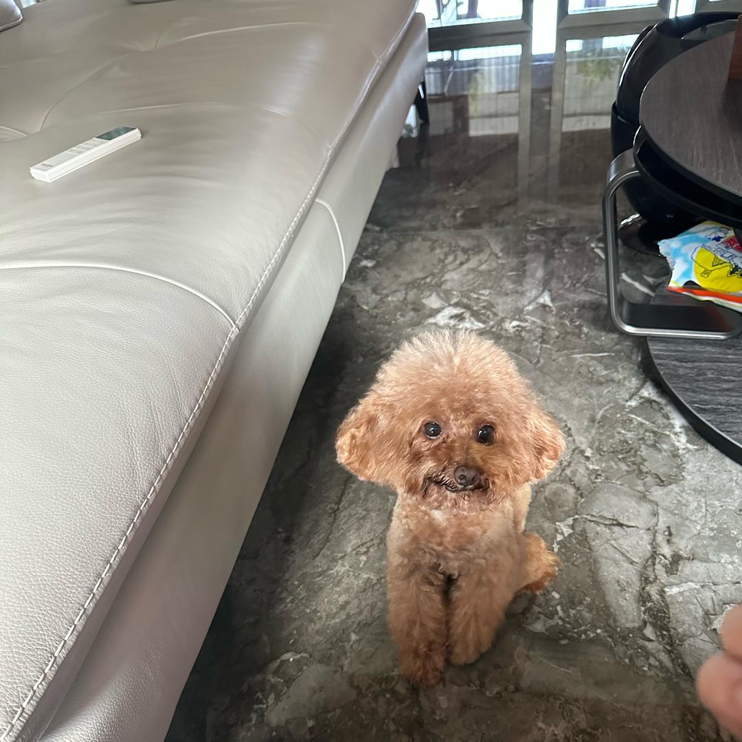 米粒的布丁（十五）