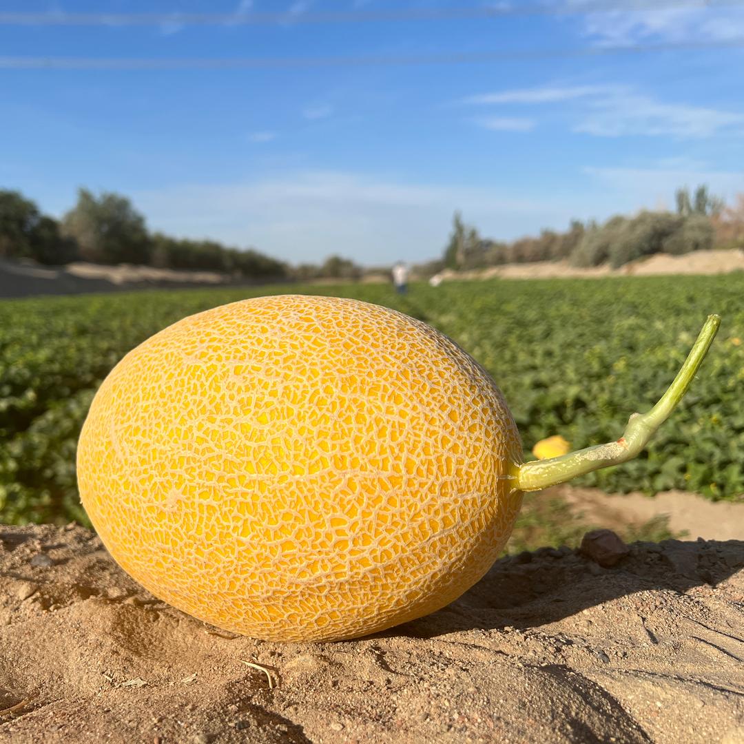 哈密大南湖哈密瓜