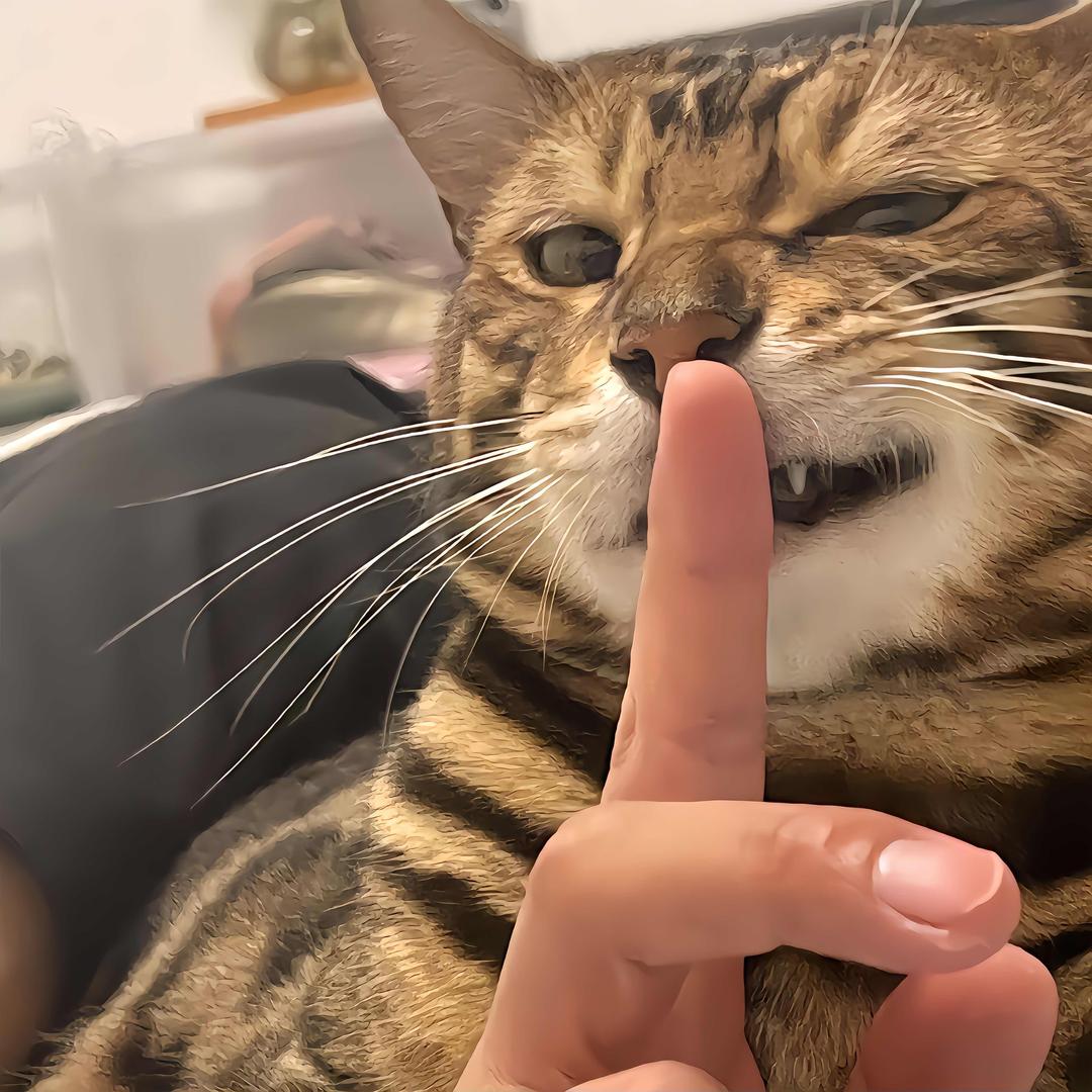 🐱