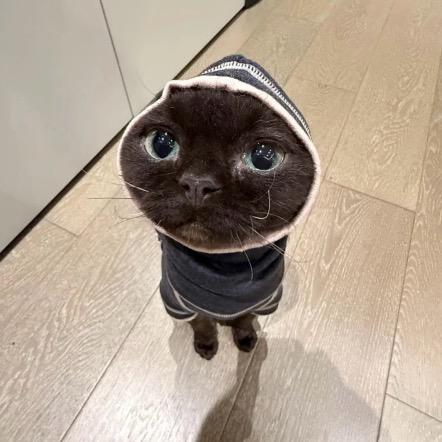 高冷的潮狗
