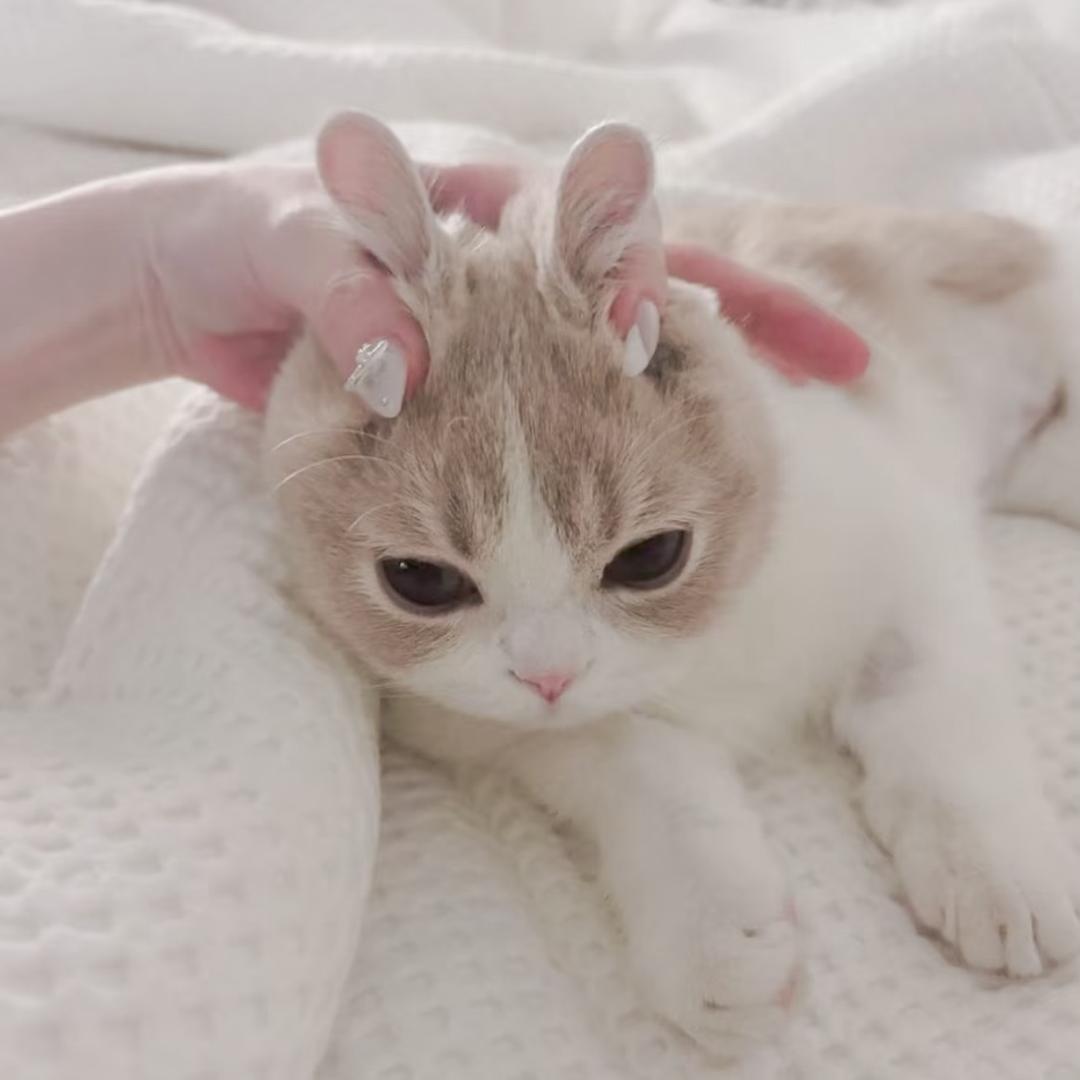 无敌小麻薯