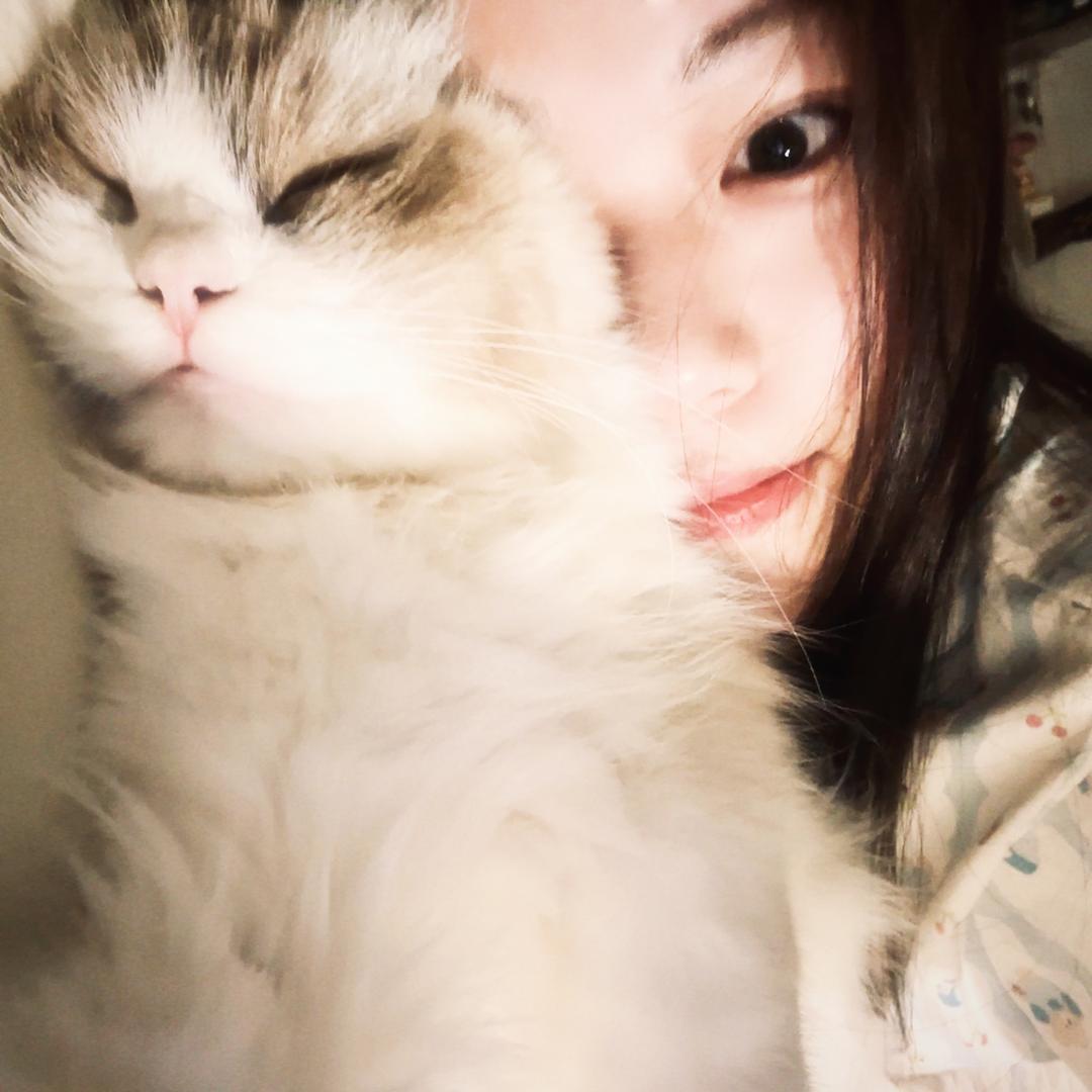 小猫蛋糕
