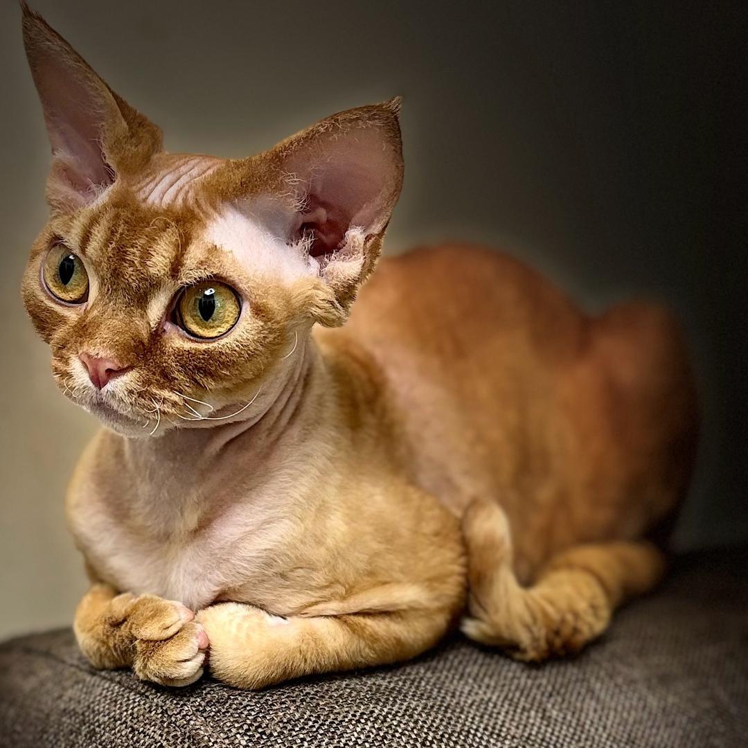 过去