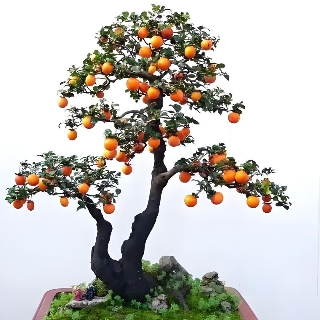 济雪农资创意屋