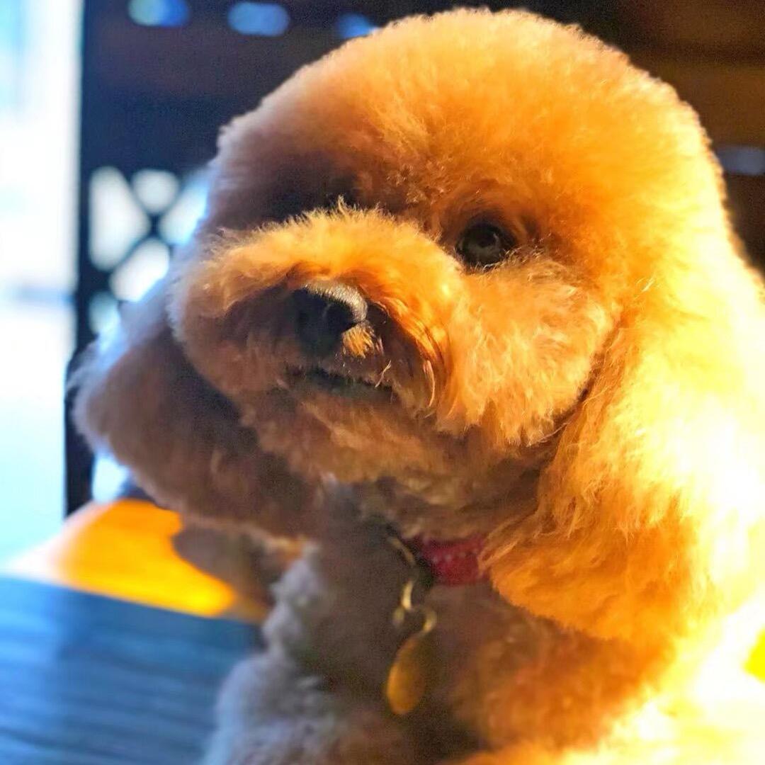 花卷油条的铲屎官