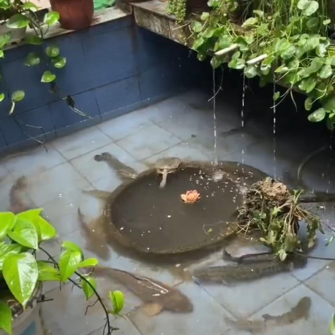 黑坑鱼池（修建中）