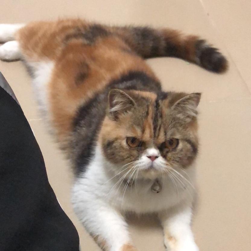 蕐兄