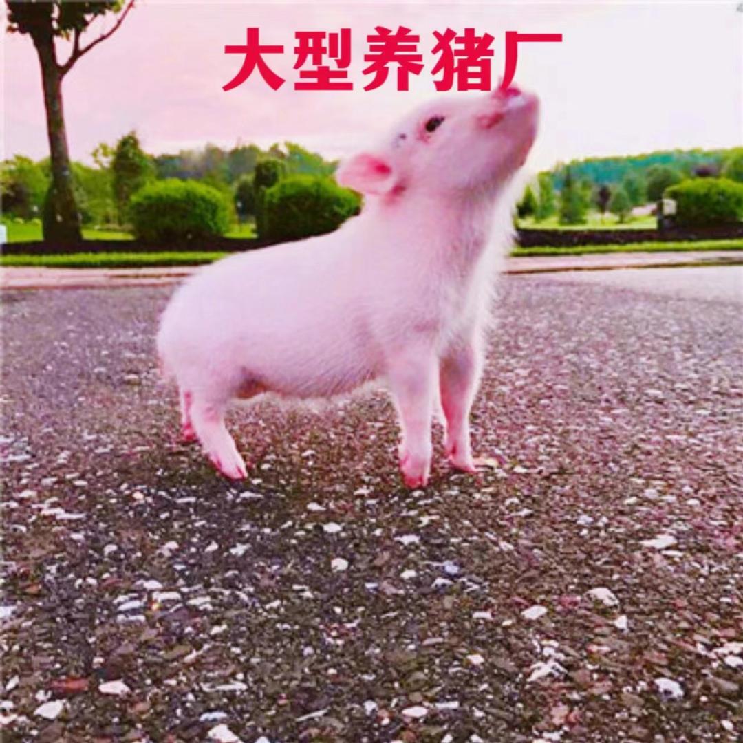 武胜县沿口牲畜销售店