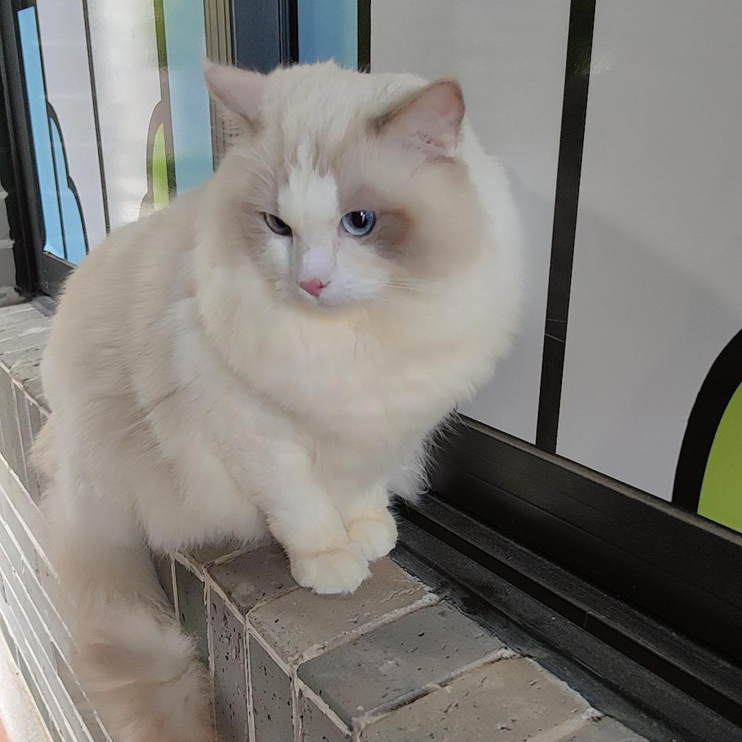 十五是布偶猫