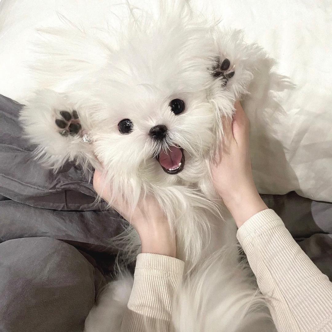 爱吃奶皮