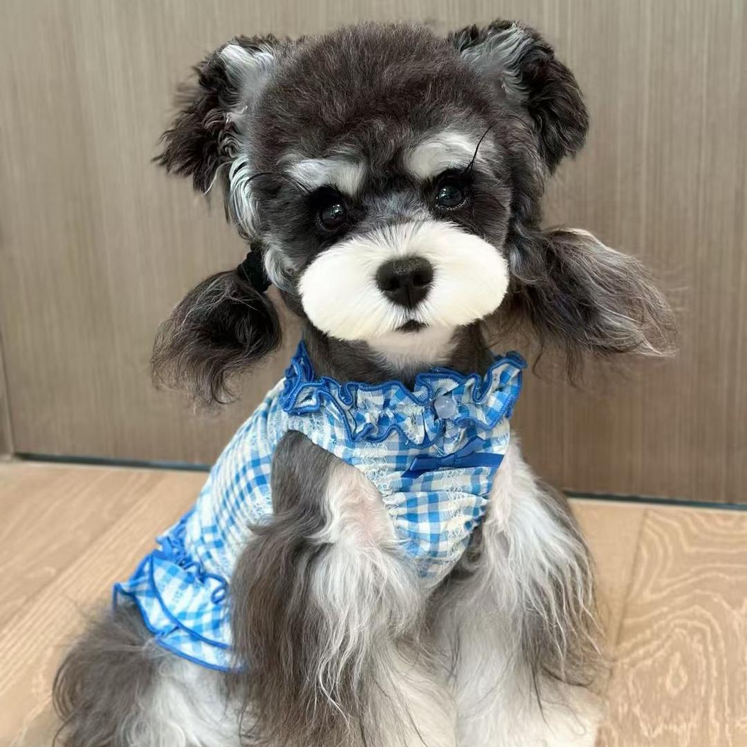 老胡家萌系雪纳瑞犬舍